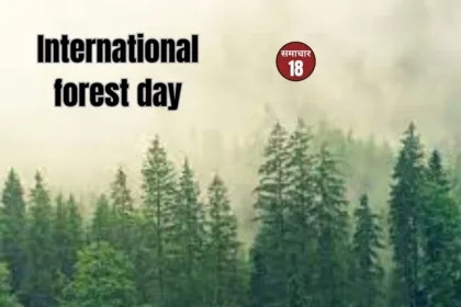 International Forest day